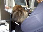 Sysadmin Kitty