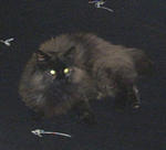 Carmilla, Winter 2002